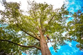 Best Tree Trimming and Pruning  in Pebble Creek, FL