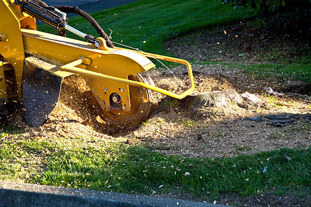 How Our Tree Care Process Works  in  Pebble Creek, FL