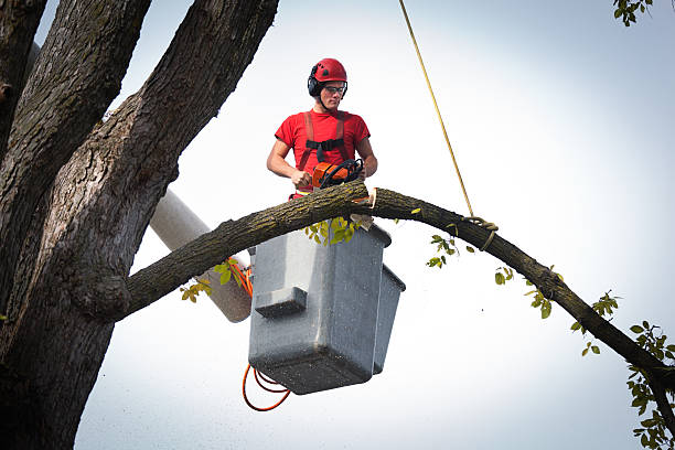 Pebble Creek, FL Tree Services Company